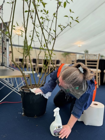 Harriet Cleaning Plant 2